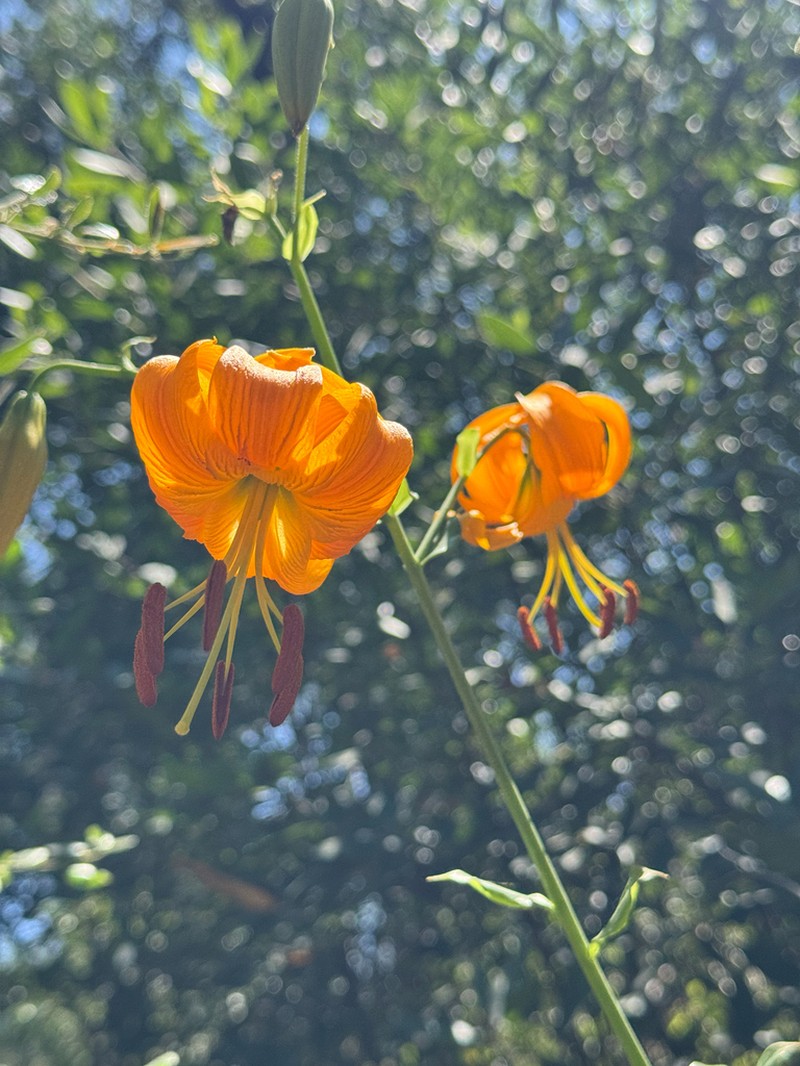 Humboldt Lily photo 2