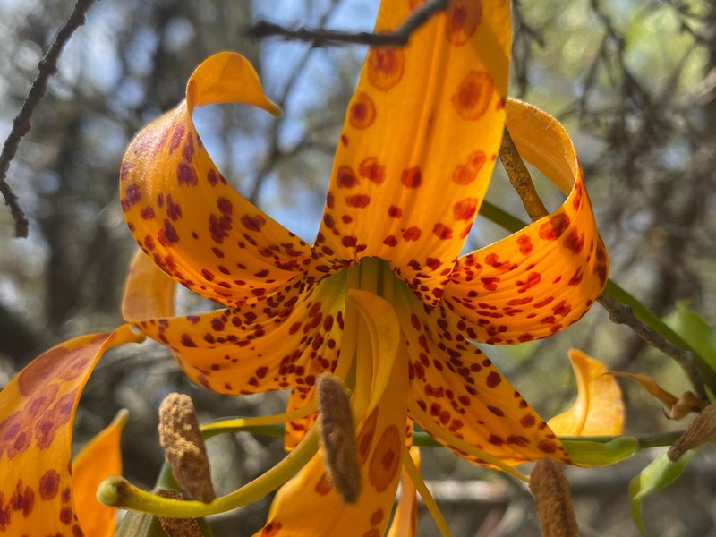 Humboldt Lily photo 3
