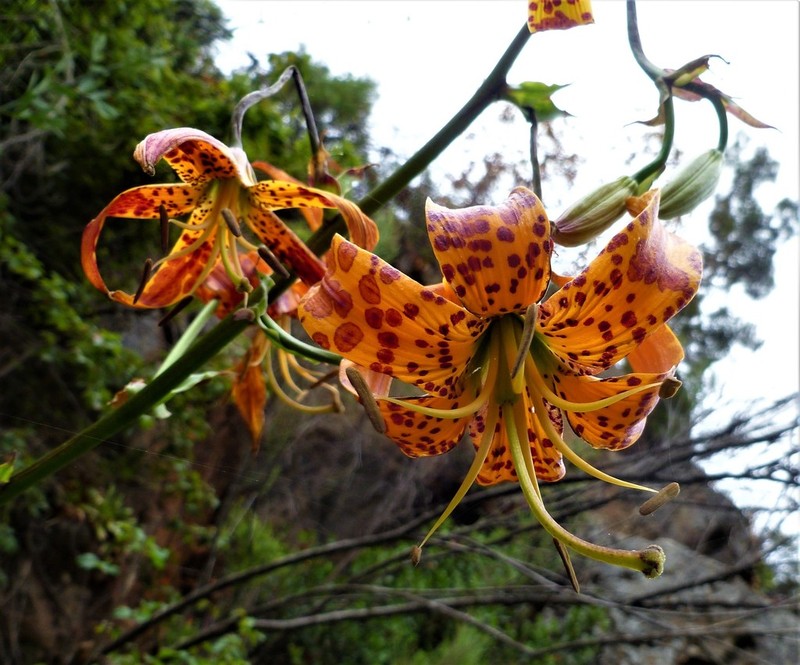 Humboldt Lily photo 4