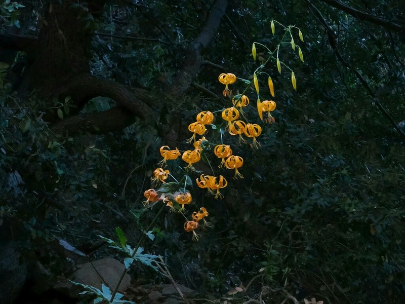 Humboldt Lily photo 5
