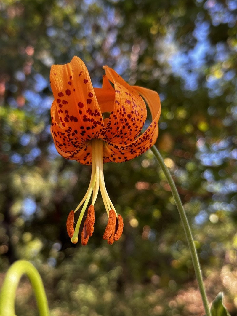 Humboldt Lily photo 6