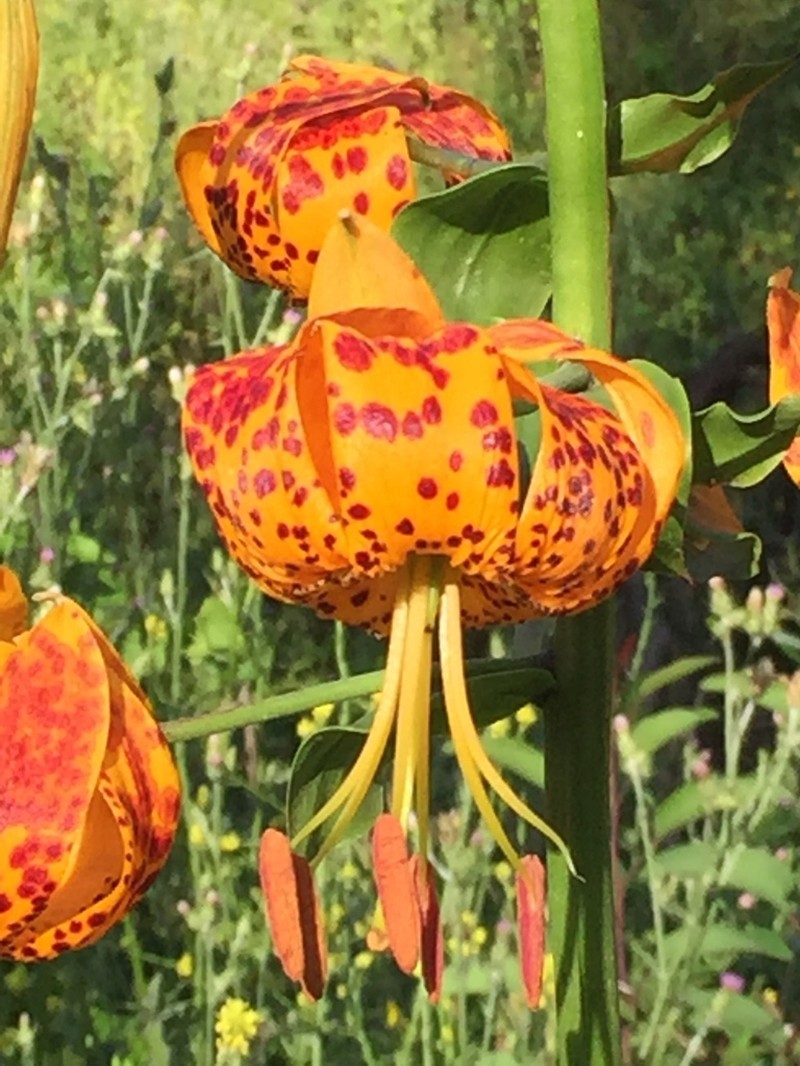 Humboldt Lily photo 7
