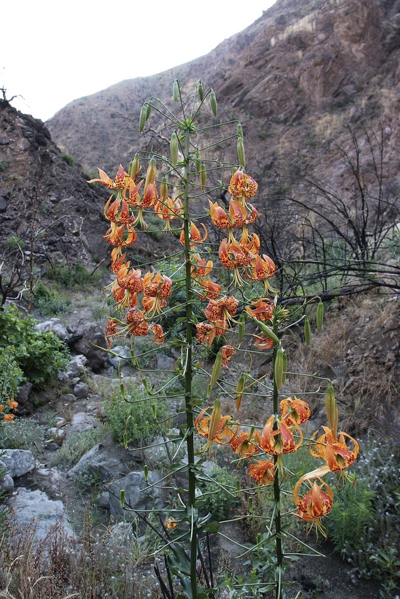 Humboldt Lily photo 8