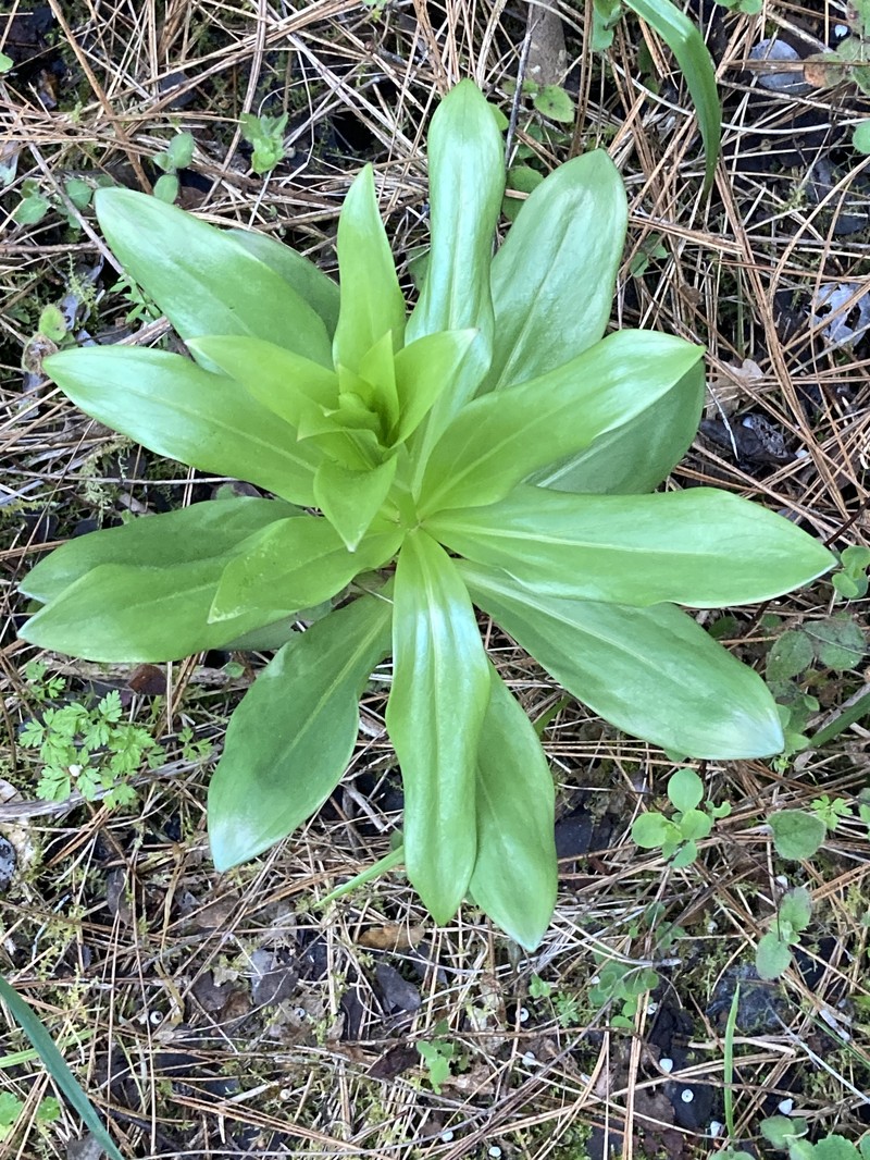Lilium humboldtii subsp. humboldtii