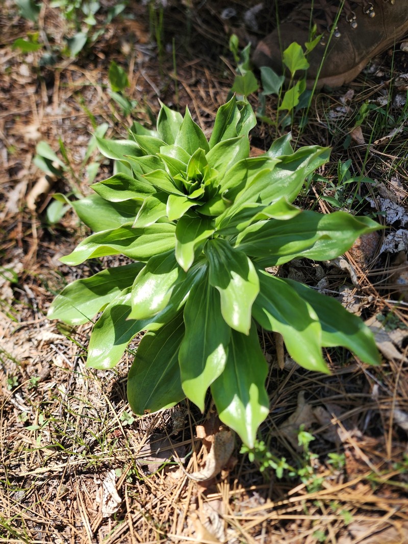 Lilium humboldtii subsp. humboldtii photo 2