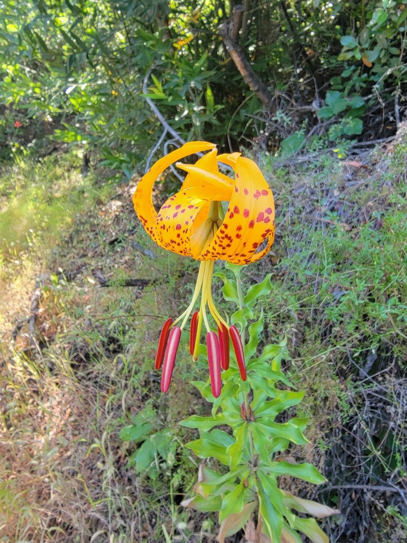 Lilium humboldtii subsp. humboldtii photo 4