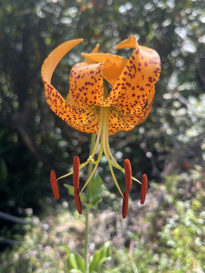 Lilium humboldtii subsp. humboldtii photo 5