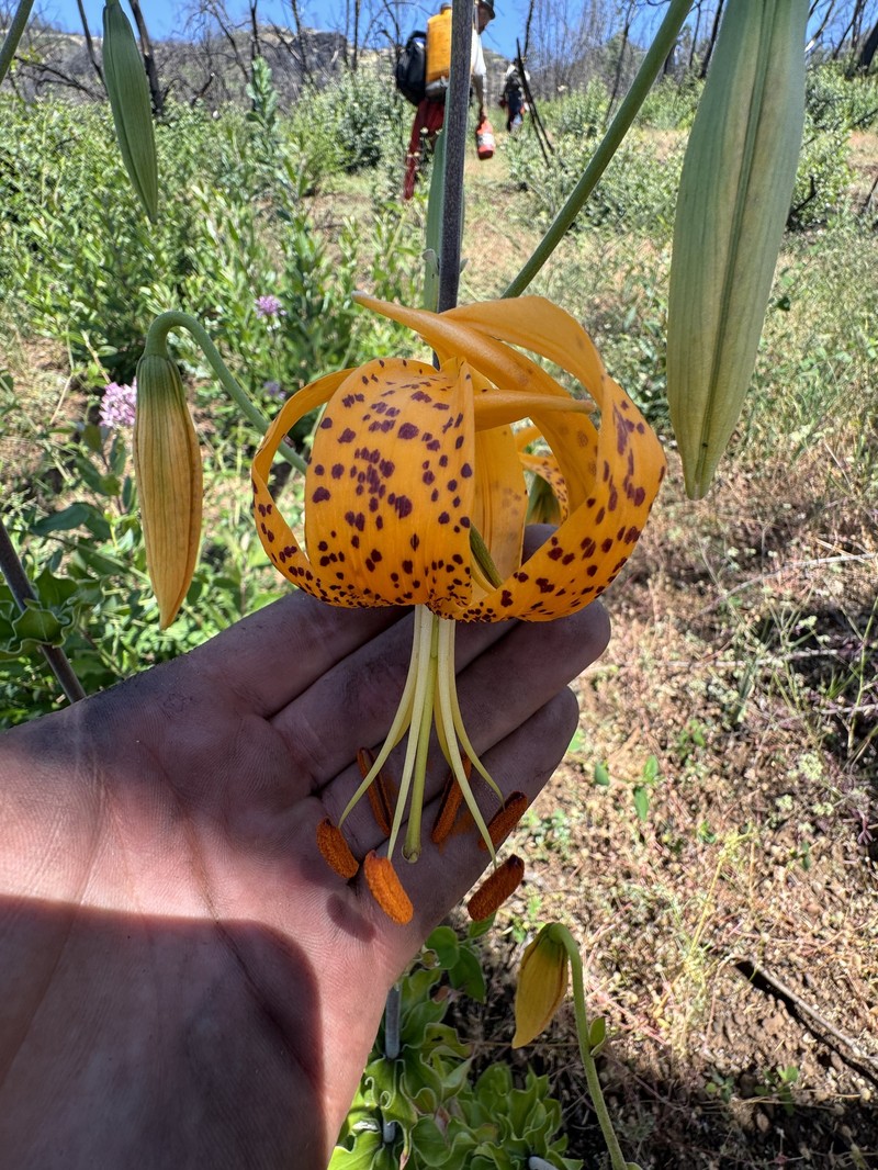 Lilium humboldtii subsp. humboldtii photo 6