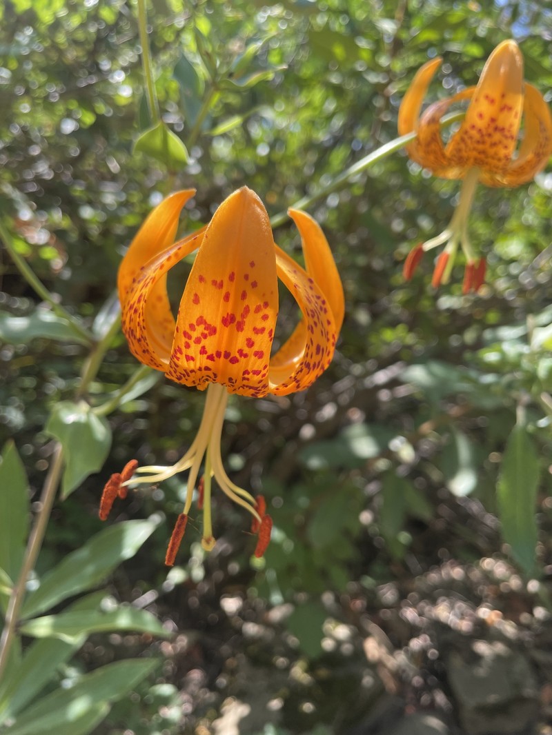Lilium humboldtii subsp. humboldtii photo 8