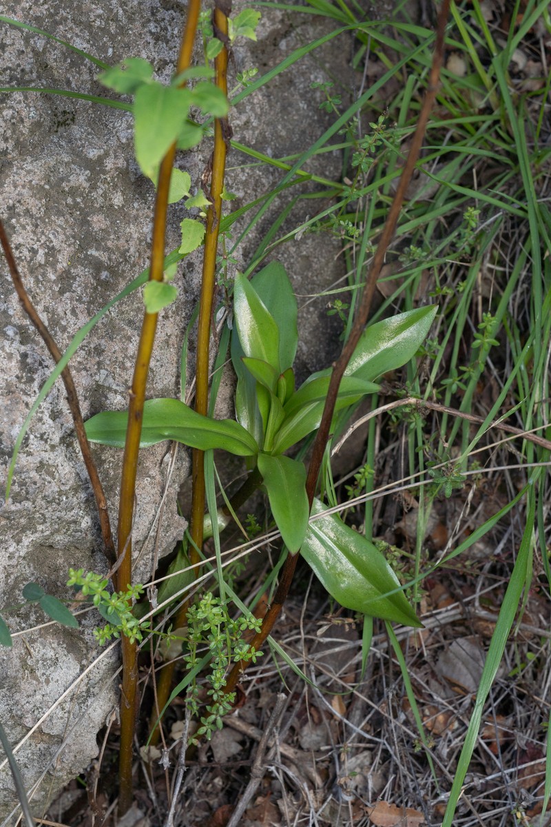 Lilium humboldtii subsp. ocellatum photo 2