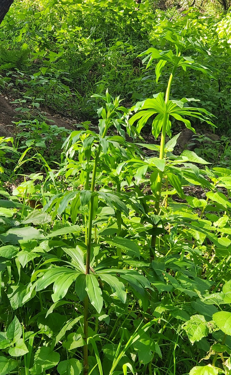 Lilium humboldtii subsp. ocellatum photo 3