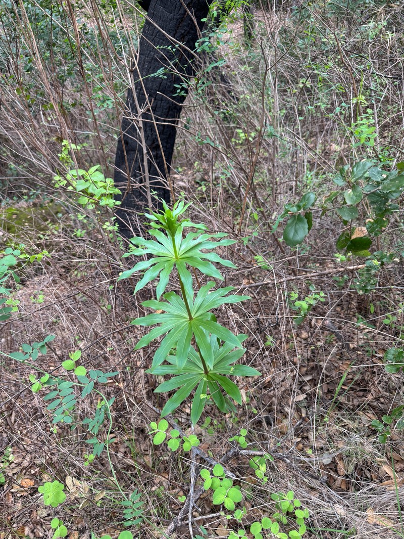 Lilium humboldtii subsp. ocellatum photo 4