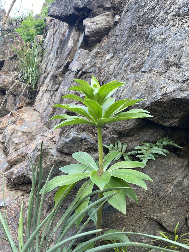 Lilium humboldtii subsp. ocellatum photo 5