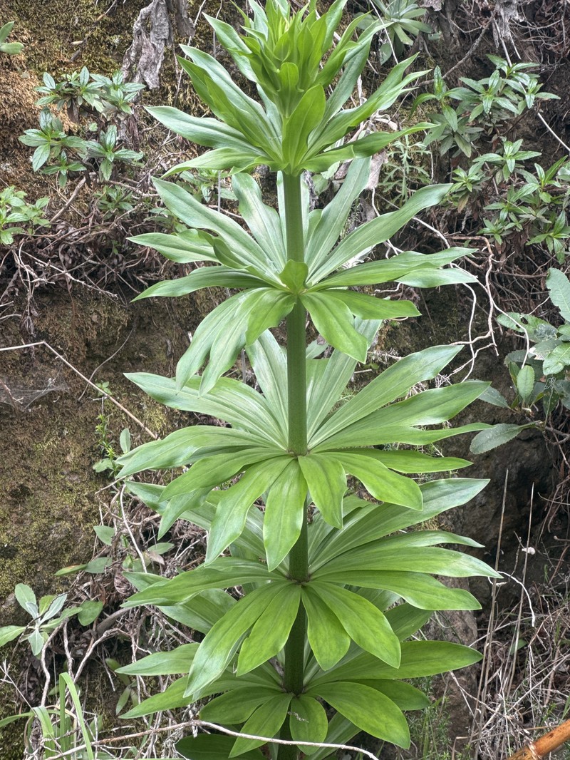 Lilium humboldtii subsp. ocellatum photo 6