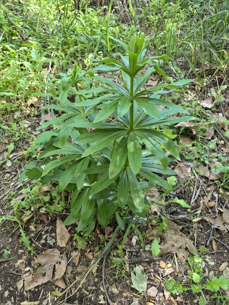 Lilium humboldtii subsp. ocellatum photo 7