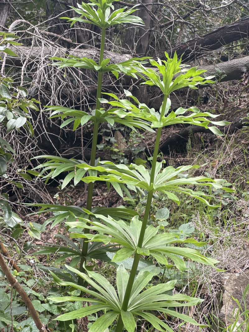 Lilium humboldtii subsp. ocellatum photo 8