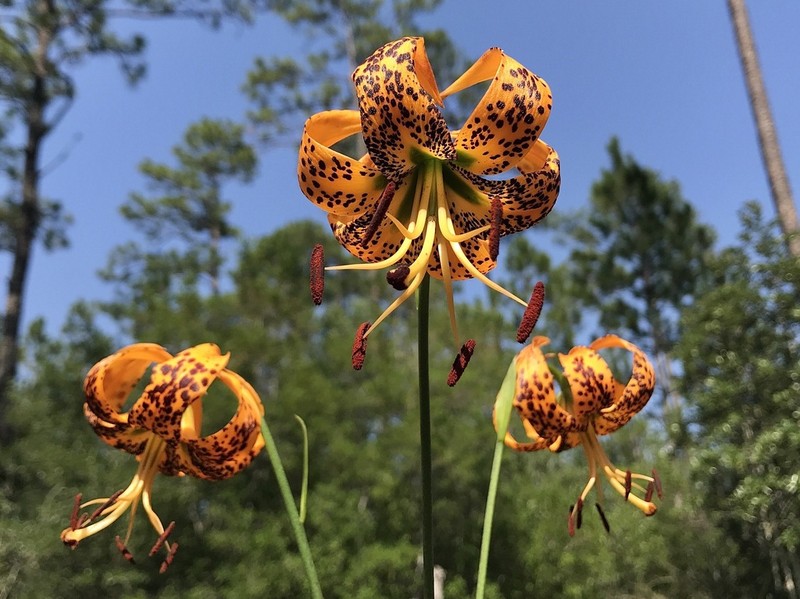 Panhandle Lily