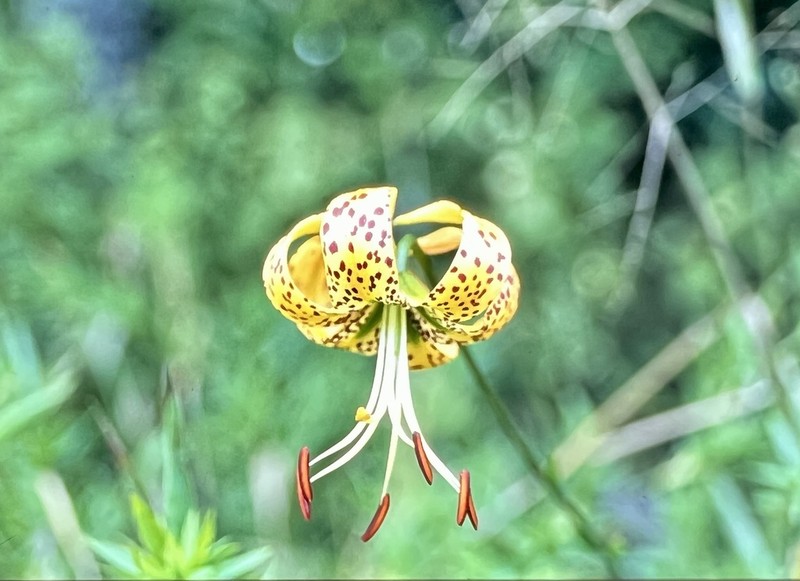Panhandle Lily photo 2