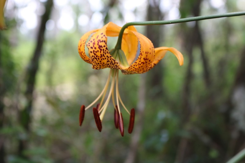 Panhandle Lily photo 3