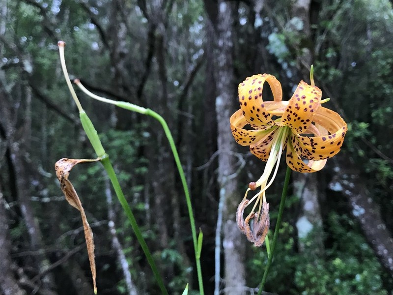 Panhandle Lily photo 4