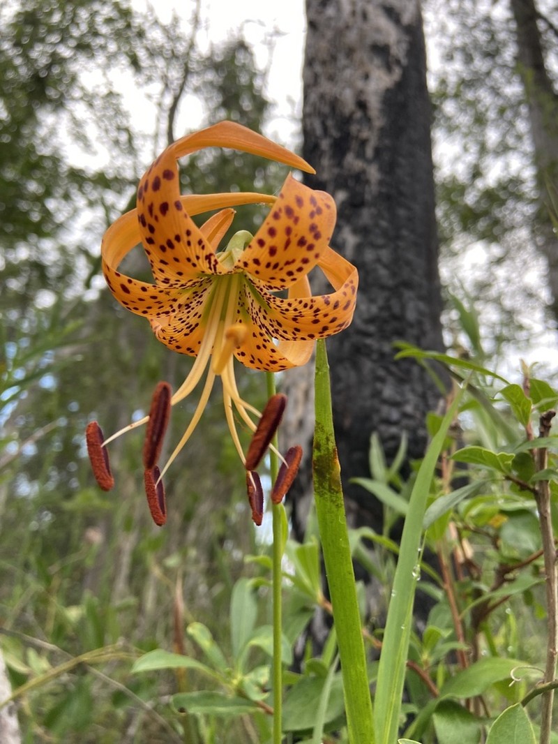 Panhandle Lily photo 5