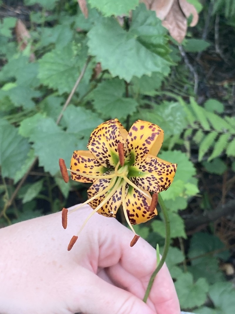 Panhandle Lily photo 6