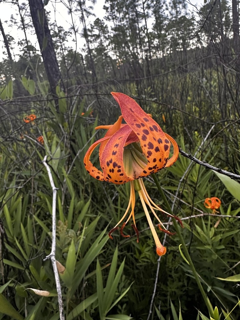 Panhandle Lily photo 8