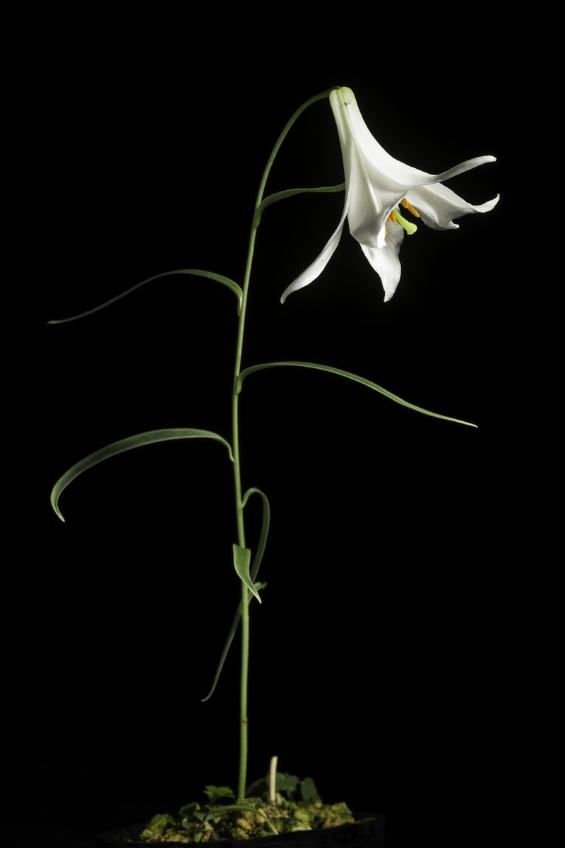 Lilium japonicum var. abeanum