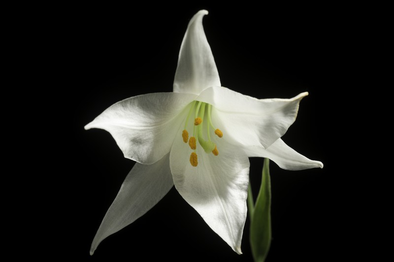 Lilium japonicum var. abeanum photo 2