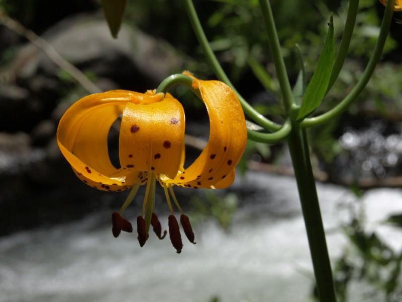 Kelley's Lily photo 2