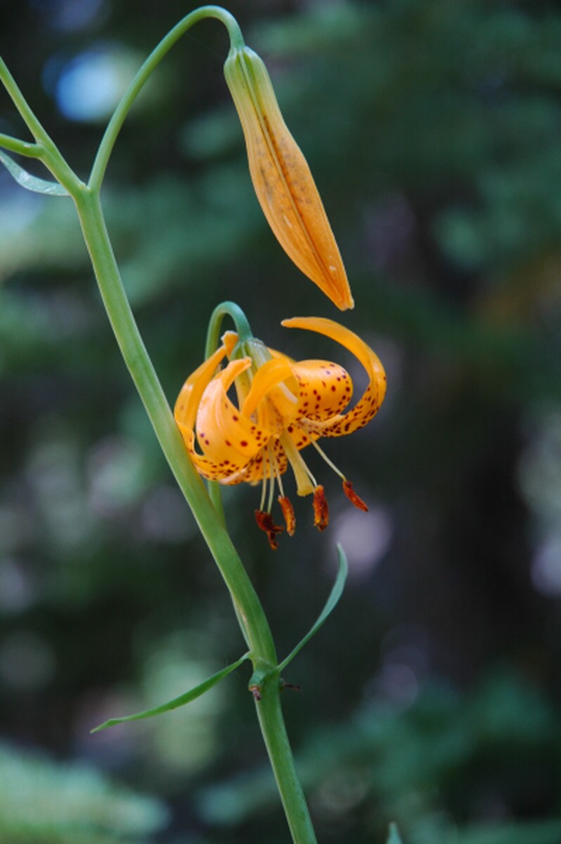 Kelley's Lily photo 3