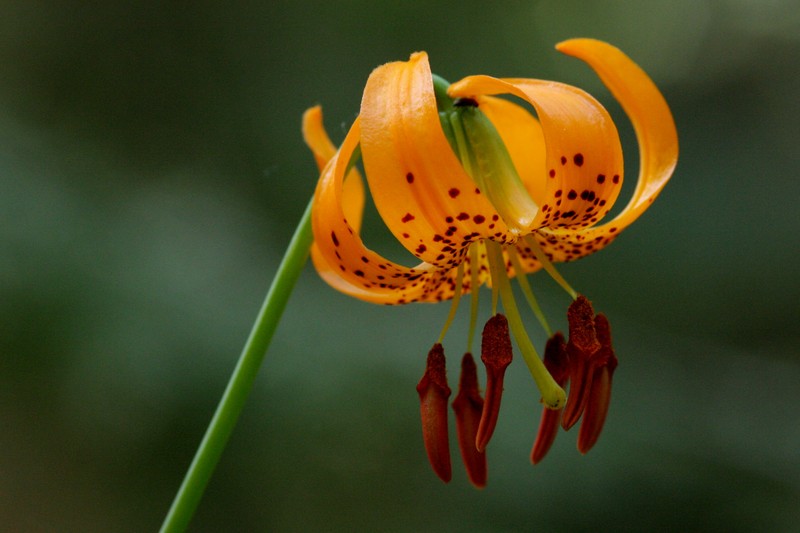 Kelley's Lily photo 4