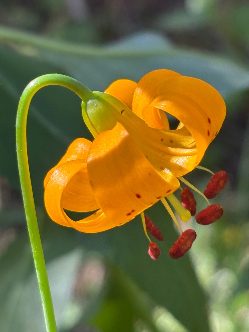 Kelley's Lily