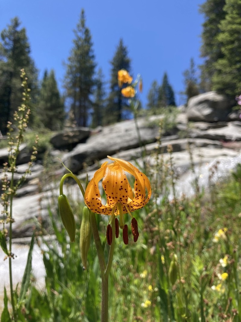 Kelley's Lily photo 2