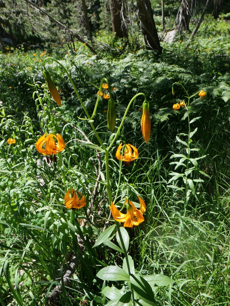 Kelley's Lily photo 3