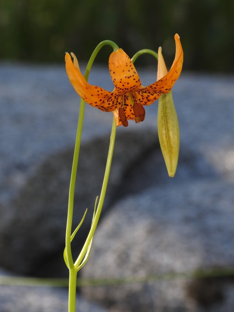 Kelley's Lily photo 4
