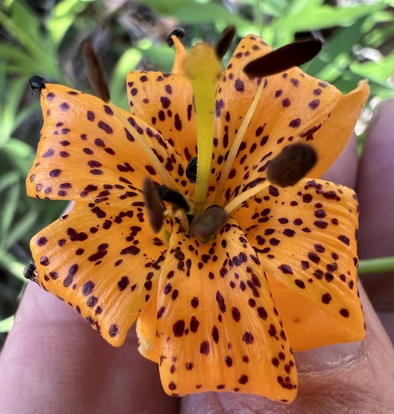 Kelley's Lily photo 5