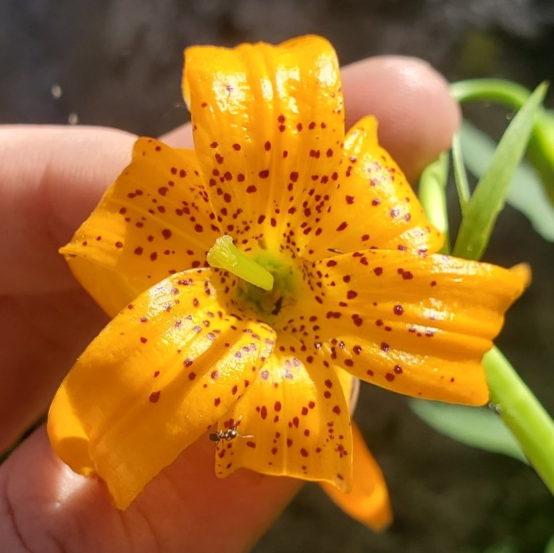 Kelley's Lily photo 8