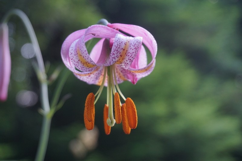 Kellogg's Lily