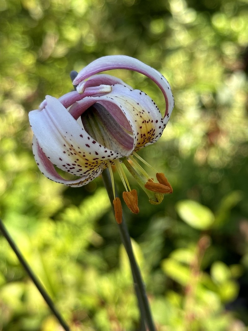 Kellogg's Lily photo 2