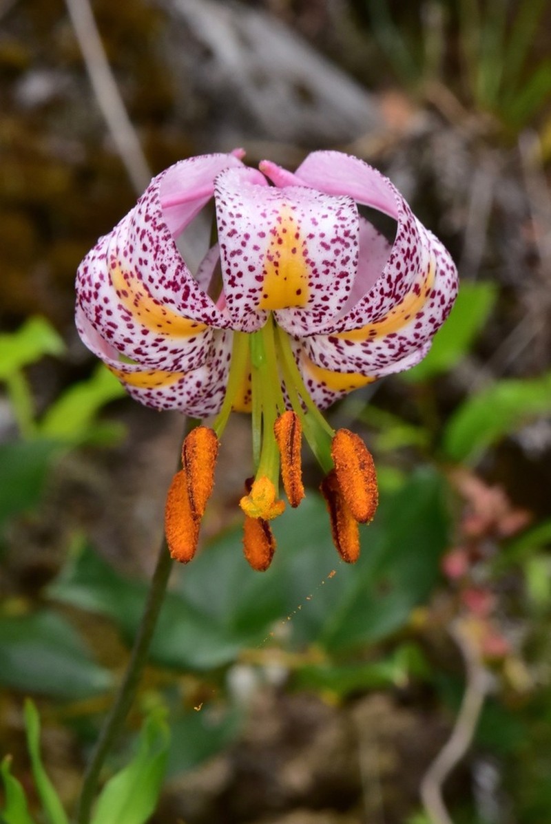 Kellogg's Lily photo 3