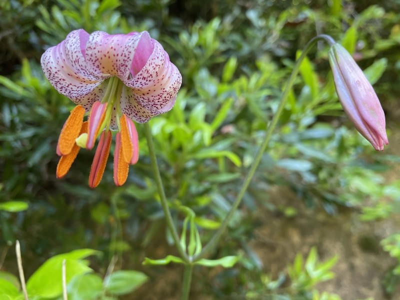 Kellogg's Lily photo 4