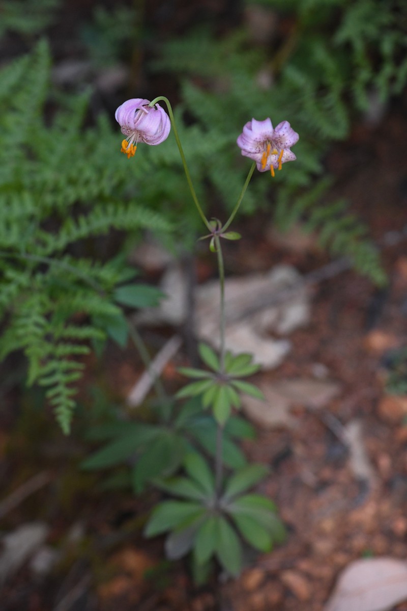 Kellogg's Lily photo 5