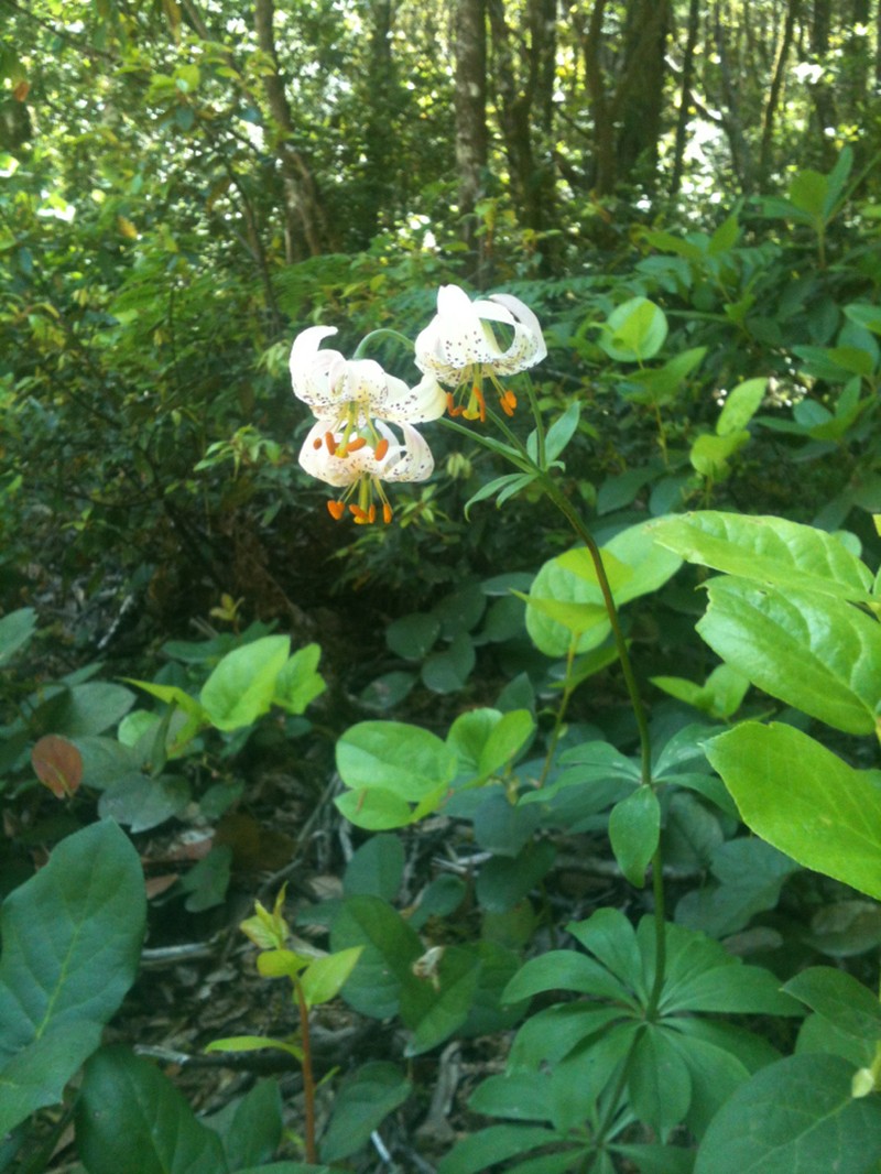 Kellogg's Lily photo 6