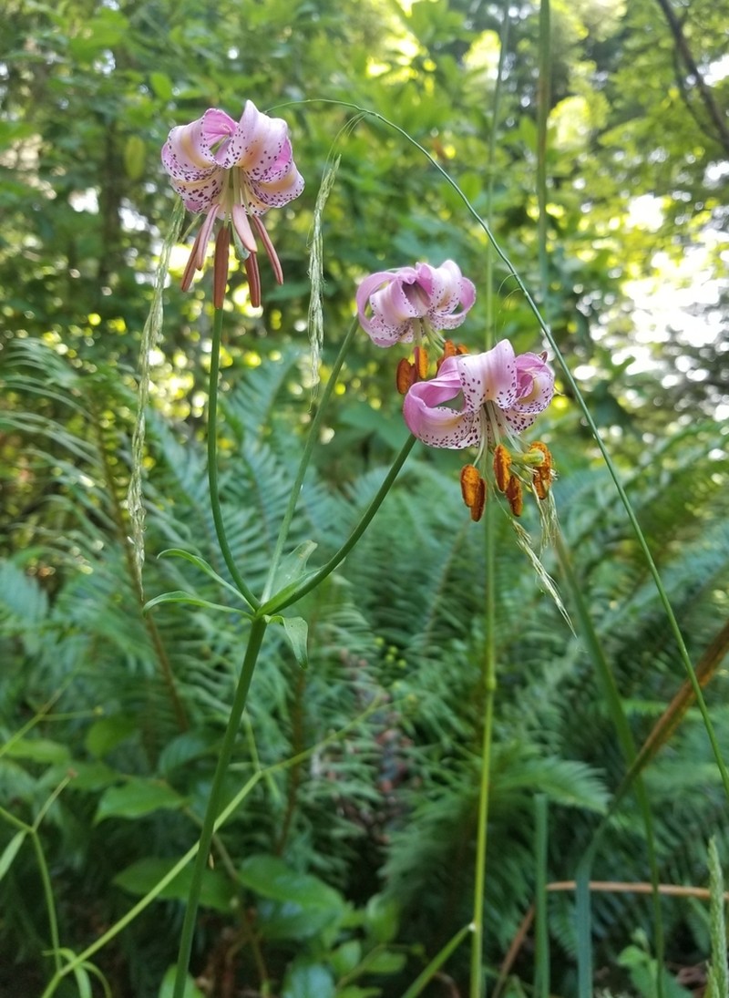 Kellogg's Lily photo 7