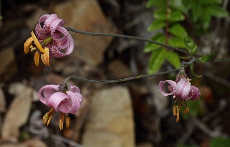 Kellogg's Lily photo 8