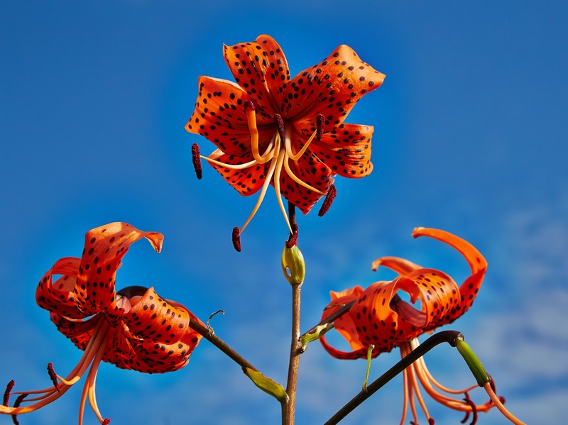 Tiger Lily photo 2
