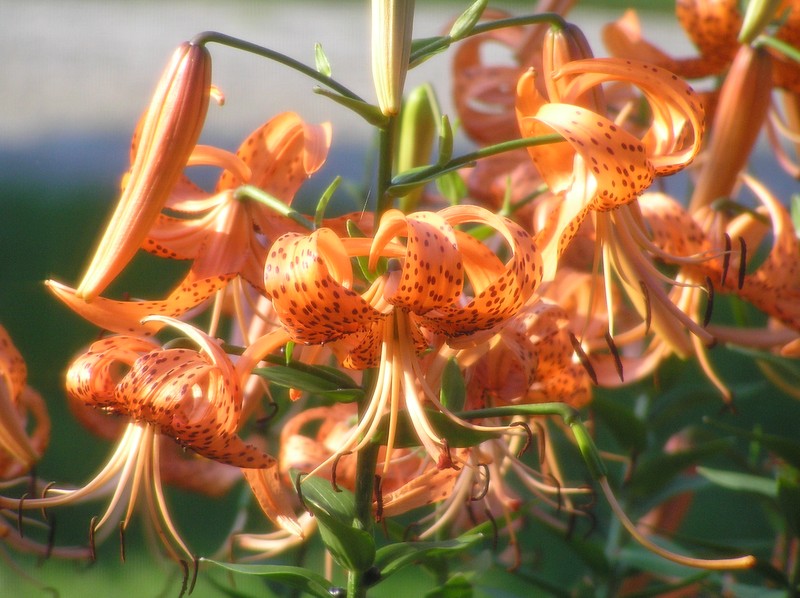 Tiger Lily photo 3