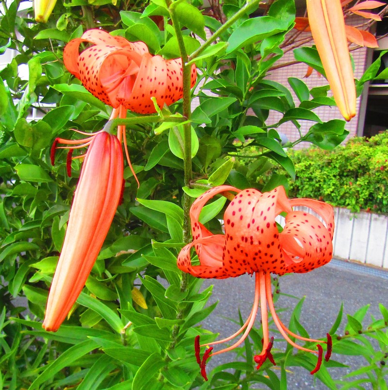 Tiger Lily photo 4