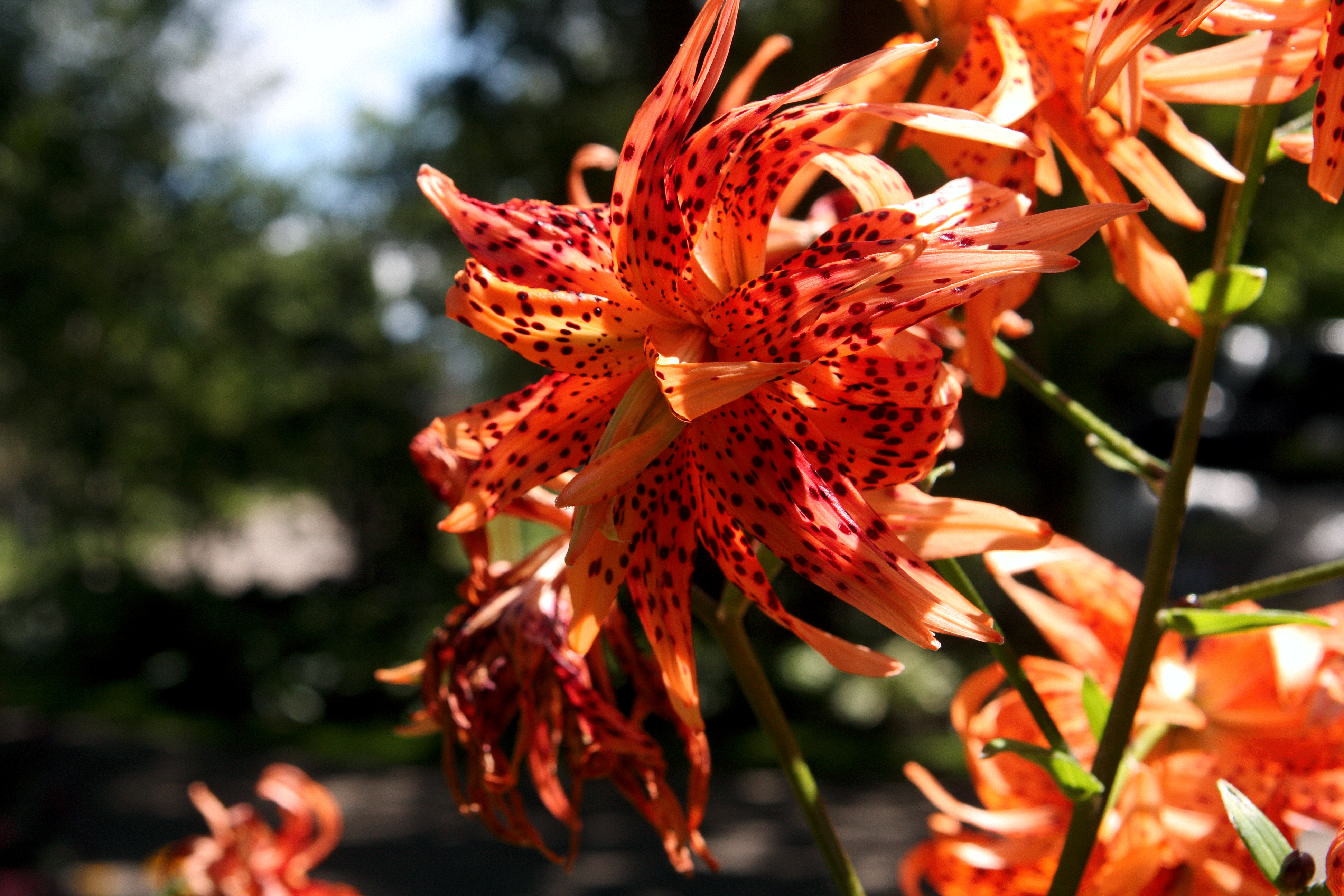 Tiger Lily photo 5